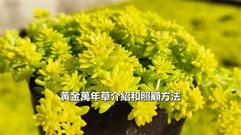 黃金萬年草枯萎|黃金萬年草枯萎是怎麼回事 黃金萬年草枯萎怎麼辦